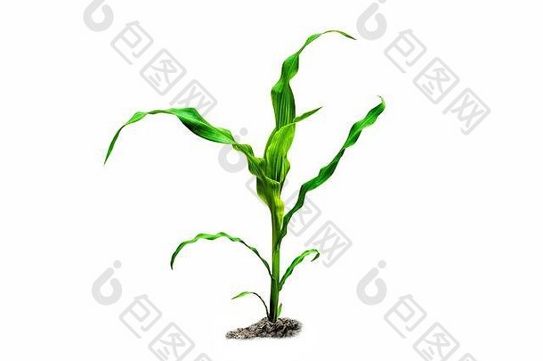 年轻的绿色玉米植物白色背景