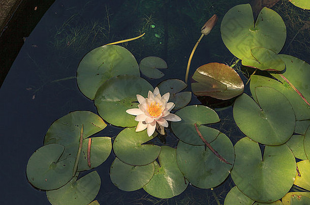 南加州锦鲤池塘顶部的白色睡莲花