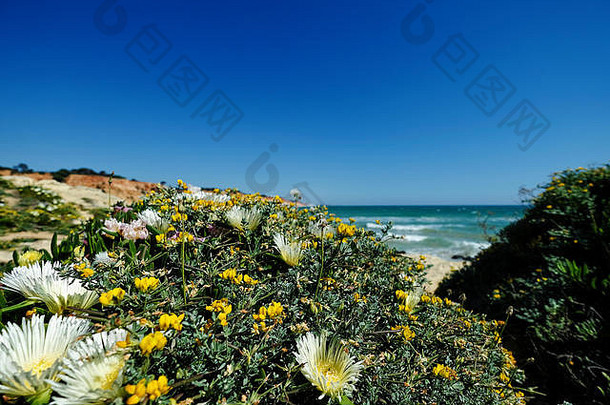 夏季葡萄牙阿尔布费拉附近海滩的悬崖和沙丘景观，以及当地植被、花卉和植物