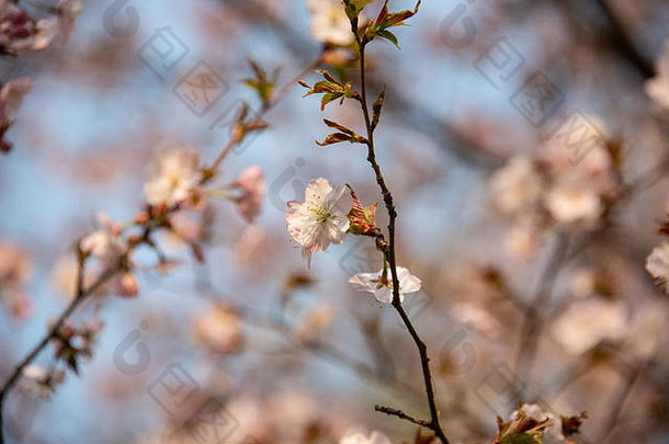 软焦点。樱花在公园里春天开花。玫瑰花瓣。