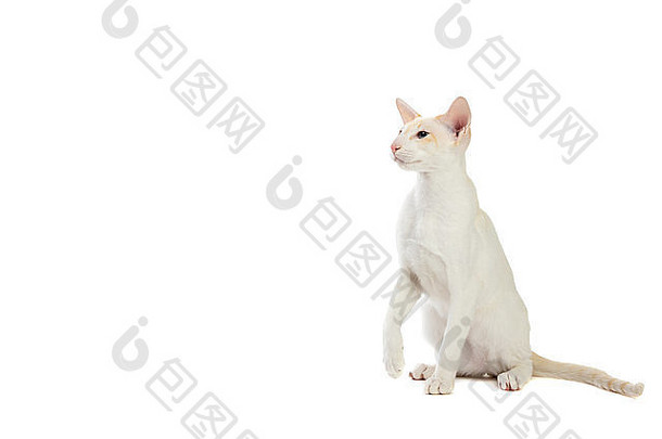 纯种可爱的暹罗猫工作室拍摄孤立的白色背景
