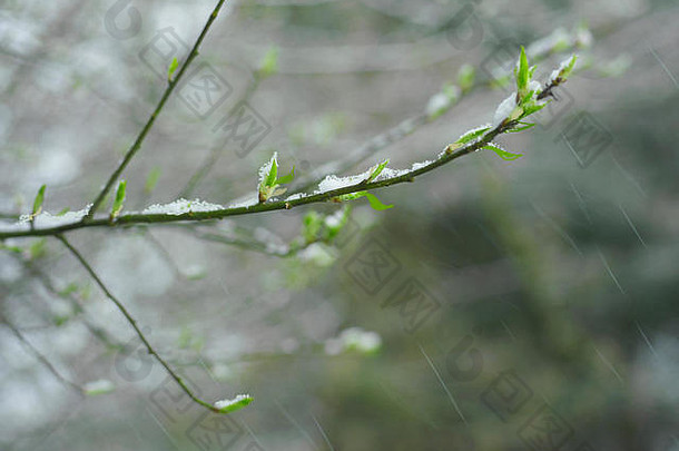 植物初露头角的春天降雪概念天气改变焦点特写镜头
