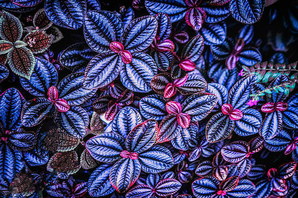 热带树叶特写，以时尚、新潮的紫罗兰色为色调。抽象自然纹理的花卉丛林图案，异国情调的色彩背景