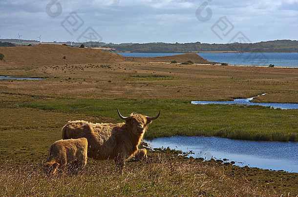 牛和小牛-丹麦海尔奈岛上的苏格兰高地牛。