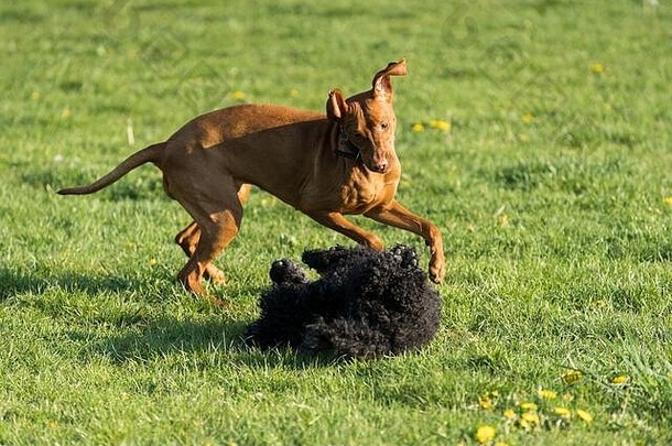 下午散步时，两只友好的狗在绿色草地上玩耍。