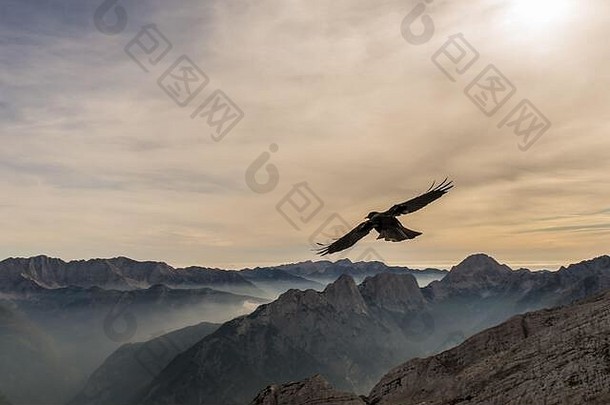 高高的天空——一只阿尔卑斯山鸦在风中滑翔于朱利安阿尔卑斯山的山峰之上