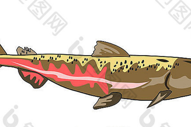 以复古风格在白色背景上隔离的奇努克鲑鱼插图。