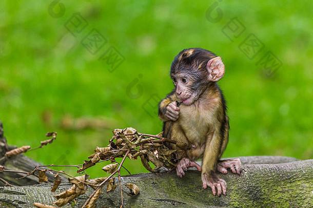 英国斯塔福德郡森林地面上，一只幼年的芭芭丽猕猴正在把不同的东西放进嘴里。