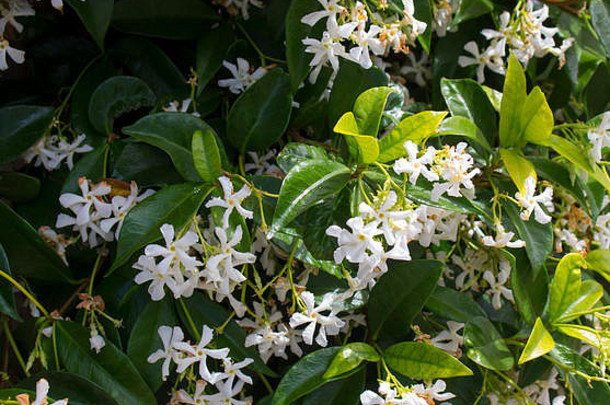 四瓣白色芳香的澳大利亚沿海常绿婚礼灌木蓖麻，在晚春时开满簇生的光泽花。