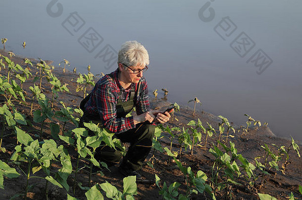 女农民检查年轻的绿色向日葵植物泥水打字移动电话损坏的场洪水