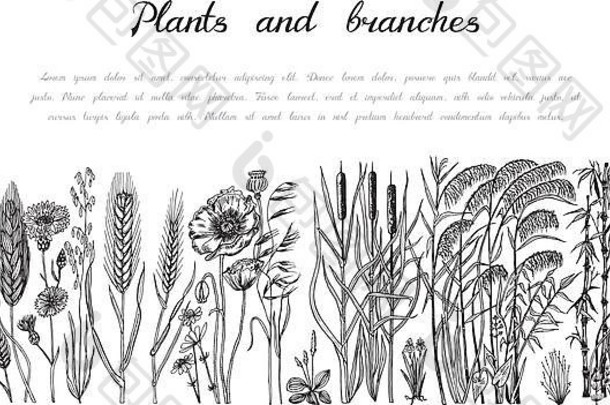 以野花为背景。有叶子和芽的植物。植物有机春季草本植物。用涂鸦草图手工雕刻的。收集