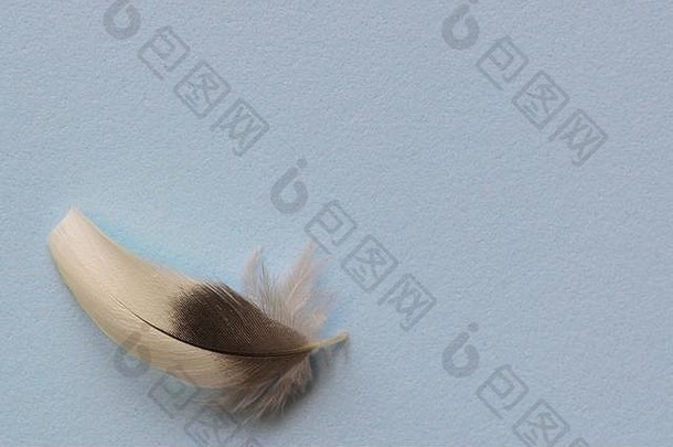 纯色纯蓝色背景，左下角有一根灰白色羽毛，为文本留出空间。