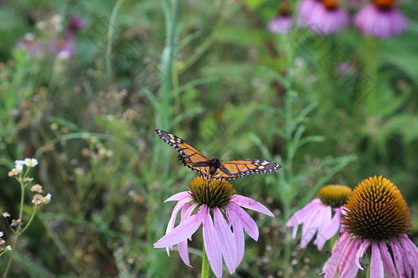 帝王蝴蝶带着紫色的凤仙花在田野里自由飞翔