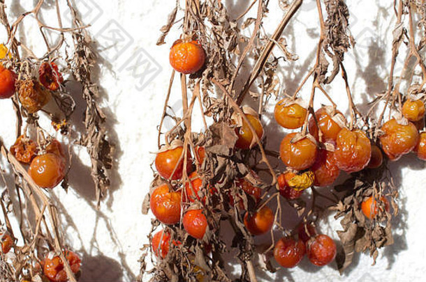 在澳大利亚炎热的夏天，干茎上的樱桃西红柿被太阳晒干，用于地中海式烹饪，以增加风味。
