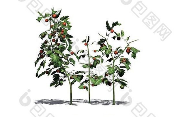 番茄植物孤立的白色背景
