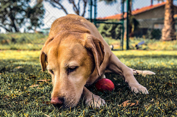 这是我们八岁的黄色拉布拉多犬凯西，她最喜欢的户外球。给凯西拍照就像给果冻拍照