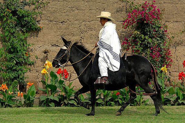 南美洲、秘鲁、利马。历史悠久的秘鲁帕索马牧场，查克拉-特雷斯-卡纳斯。