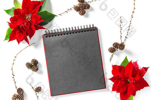 红色圣诞花一品红和空书<strong>封面</strong>。花平铺背景与松果