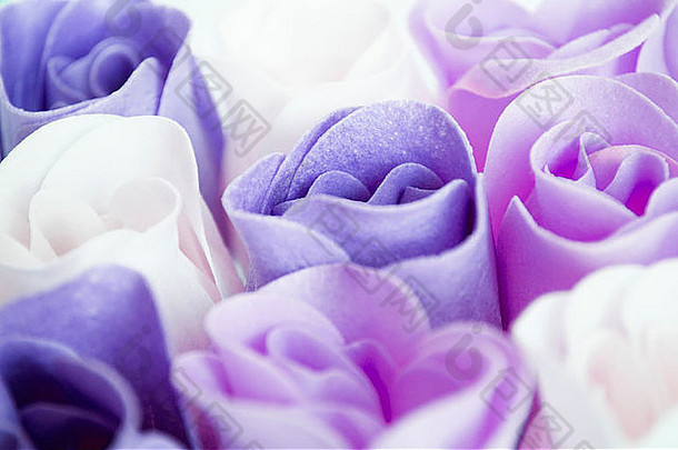 紫色的玫瑰背景