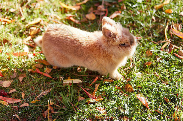 花园草地上可爱的兔子