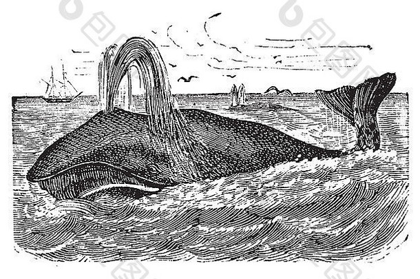 弓头鲸或巴莱纳神秘岛，复古雕刻。一只弓头鲸的古老雕刻插图。