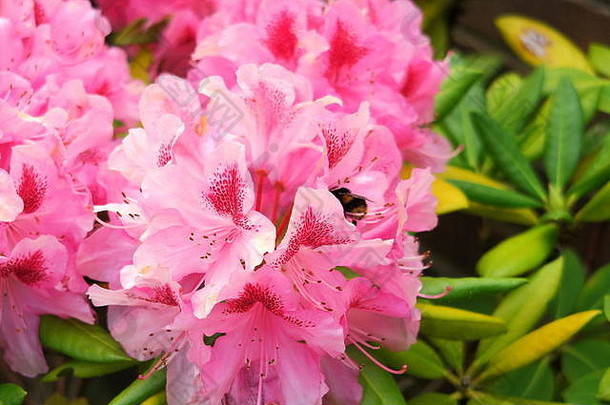 美丽的花粉红色的杜鹃