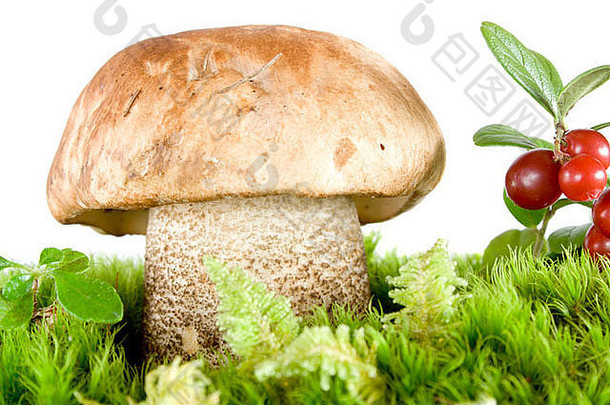 棕色（的）帽蘑菇绿色莫斯孤立的白色可吃的蘑菇美味的