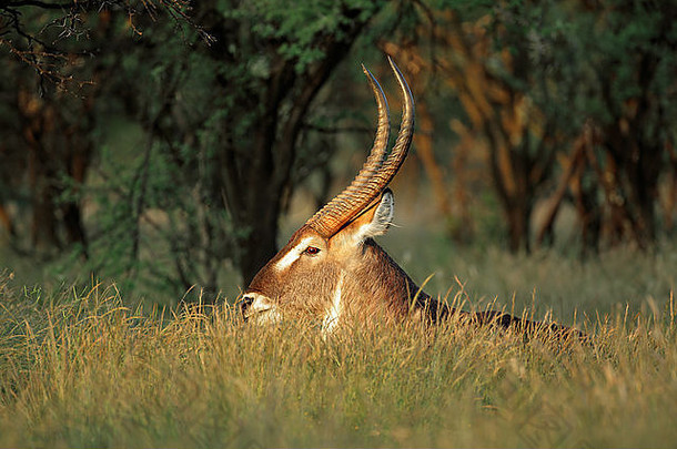 南非，在草地上休息的大型水牛（Kobus ellipsiprymnus）