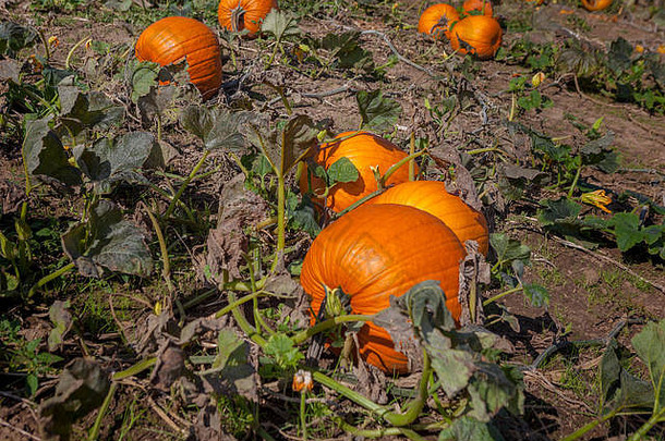 汉密尔顿加拿大10月橙色南瓜户外南瓜补丁场农民市场自然