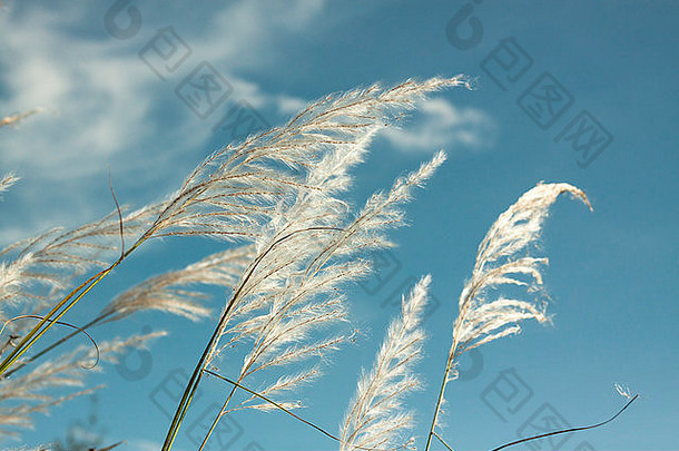 关闭视图密集的草闪亮的蓝色的天空