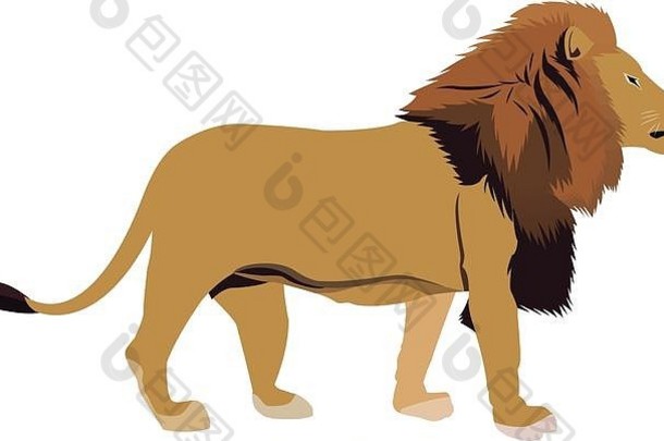 非洲雄狮骄傲有力，高贵挺拔凶猛