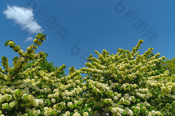 完整的布鲁姆荚莲属的植物褶皱日本雪球花oodemari春天阳光明媚的一天足利花公园日本