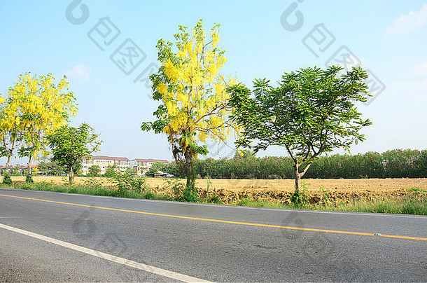 有决明子瘘管的交通道路，被称为农村的金莲树