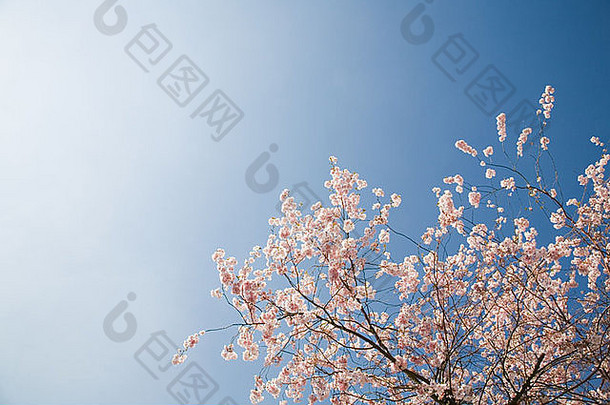 粉红色的开花樱桃树明亮的清晰的天空英格兰