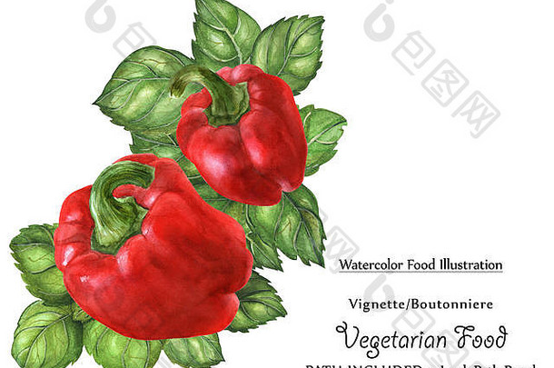 水彩素食主义者装饰图案biutonniere新鲜绿色罗勒叶子贝尔辣椒孤立的剪裁路径包括素食主义者设计
