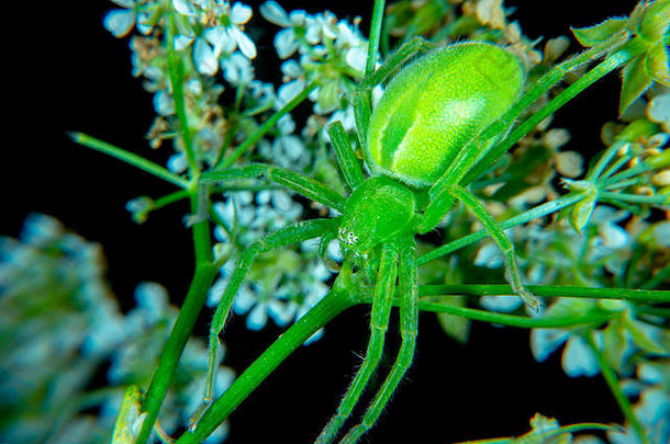 微青矿石绿亨茨曼蜘蛛