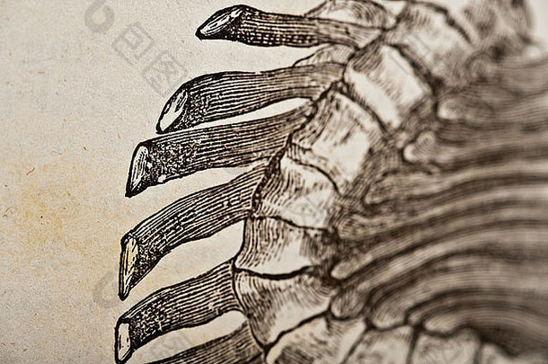 脊椎的古代医学插图