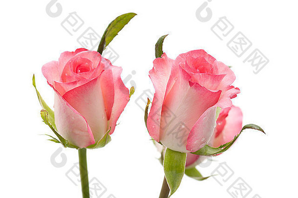 柔和的粉红色玫瑰花，白色背景