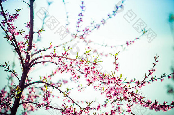 春天阳光明媚，桃树开得很美。柔和对焦，自然模糊