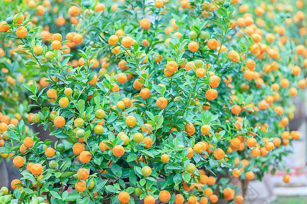 越南河内种植柑橘