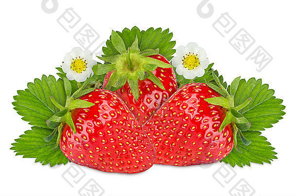 白底鲜草莓