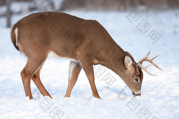 加拿大冬季雪中的白尾鹿雄鹿