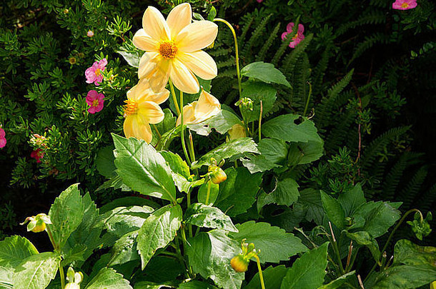 兰开夏郡伯恩利的英国花园里的宇宙雏菊