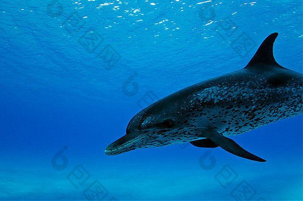 我和这群斑点<strong>海豚</strong>在巴哈马自由潜水，而这只母<strong>海豚</strong>则密切注视着自己的<strong>小海豚</strong>。
