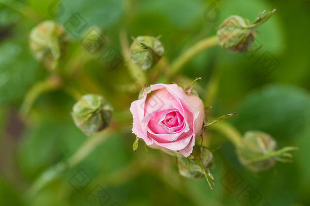 粉红露台玫瑰被玫瑰花蕾包围的宏观照片。