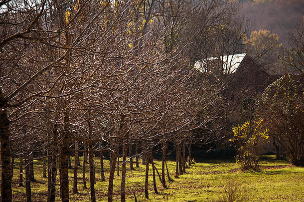 秋天的胡桃林，马尔米尼亚克，地段部，法国