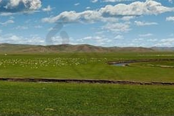 羊放牧草原蒙古