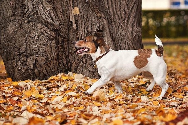 秋天的三伏天。一只纯种杰克罗素梗狗在秋天的一天，在户外的草地上。好玩的心情。享受自由。狗的肖像。哺乳动物。可爱的宠物。