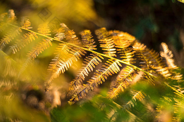 改变秋天颜色的蕨类植物特写，林地景观，英国牛津