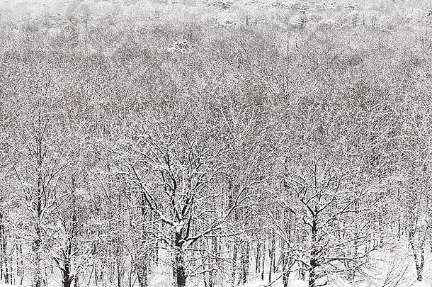视图白色被雪封住的城市公园冬天降雪